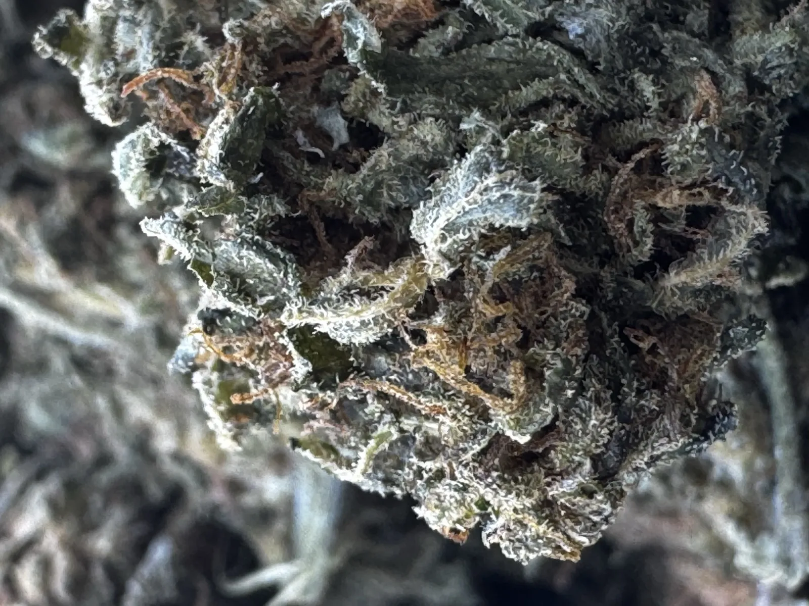Honey Bananas — Flower, Divine Toke Detroit, thumbnail 5